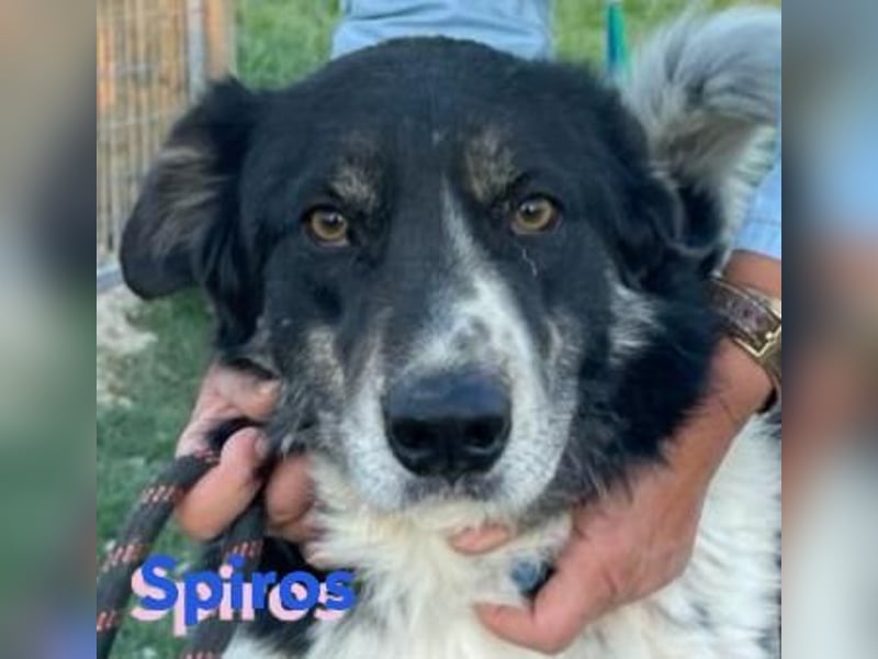 Spiros, 01/23 - freundlich und lernwillig