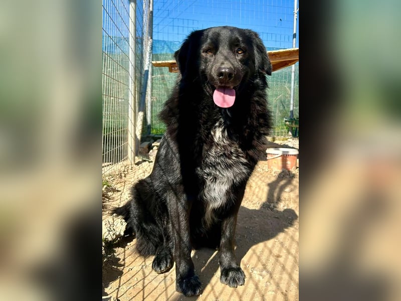 Ricky, geb 01/22 - süßer Schmusebär sucht seine Familie