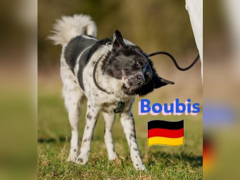 !!NOTFALL!!Boubis,geb.01/22,aufmerksamer Bub sucht eine führende Hand,bef.sich in 64579 Gernsheim