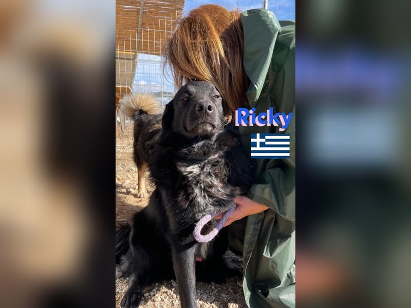 Ricky, geb 01/22 - süßer Schmusebär sucht seine Familie