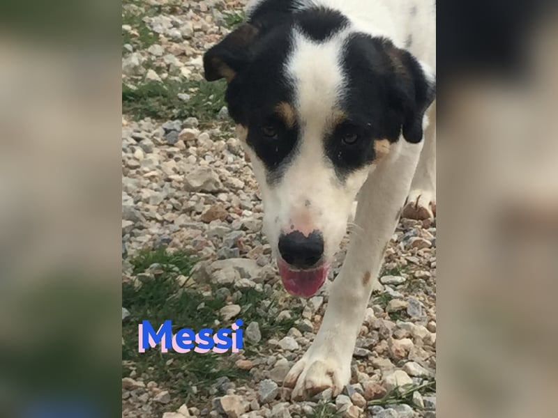 Messi, 01/23 - sportlicher Kumpel sucht seine Menschen