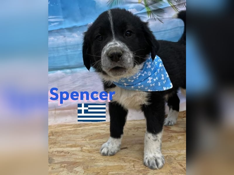 Spencer,geb.02/25,hübscher Hundebub sucht seine Familie