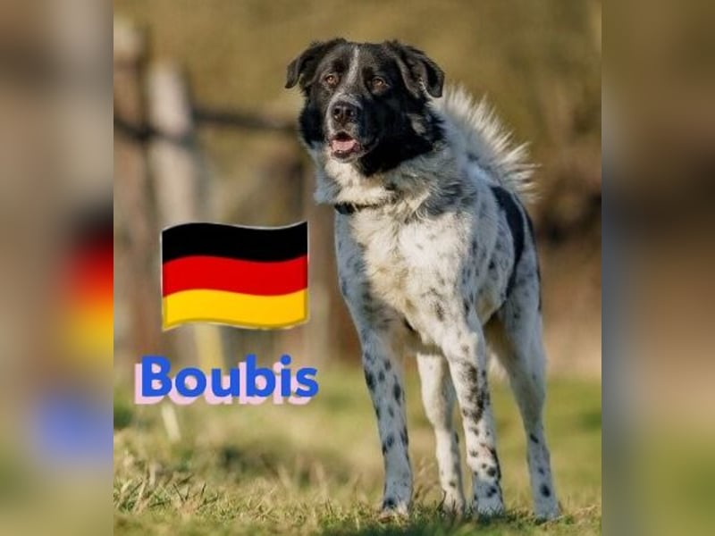 !!NOTFALL!!Boubis,geb.01/22,aufmerksamer Bub sucht eine führende Hand,bef.sich in 64579 Gernsheim