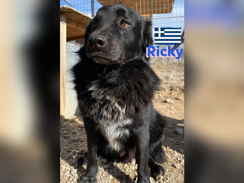 Ricky, geb 01/22 - süßer Schmusebär sucht seine Familie