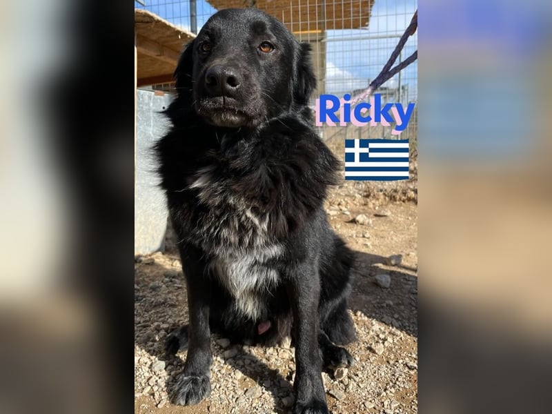 Ricky, geb 01/22 - süßer Schmusebär sucht seine Familie