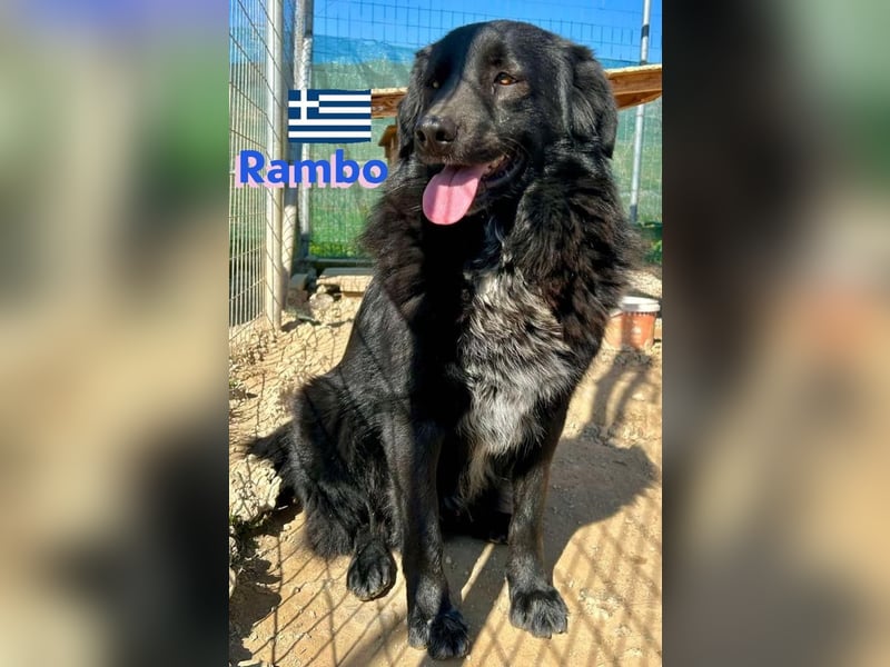 Ricky, geb 01/22 - süßer Schmusebär sucht seine Familie