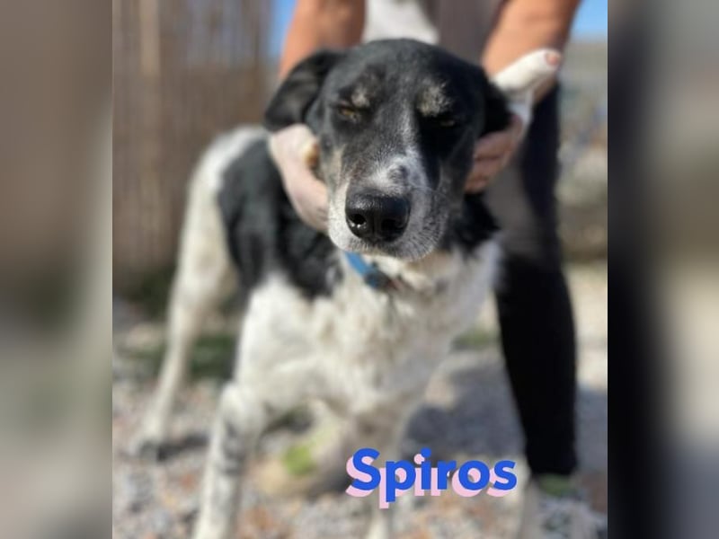 Spiros, 01/23 - freundlich und lernwillig