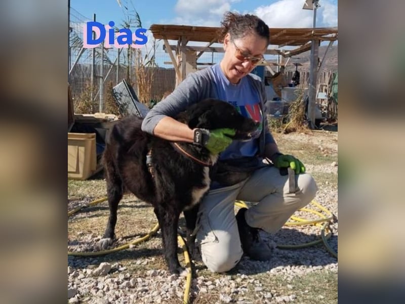 Dias, 10/19 – ruhiger, lieber Schmuser sucht sein Kuschelkörbchen