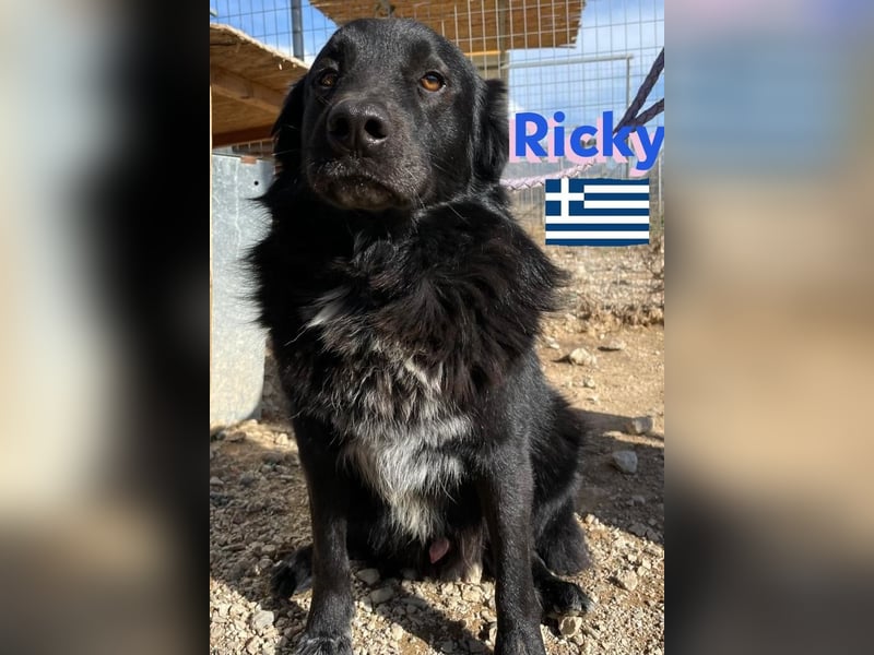 Ricky, geb 01/22 - süßer Schmusebär sucht seine Familie