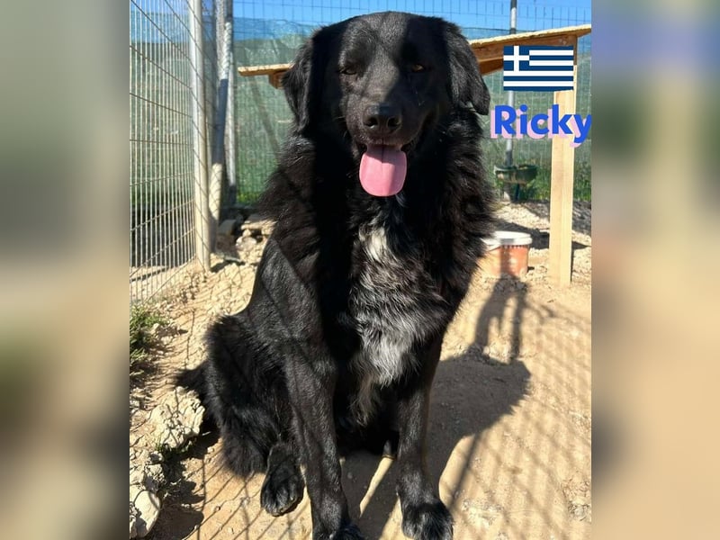 Ricky, geb 01/22 - süßer Schmusebär sucht seine Familie