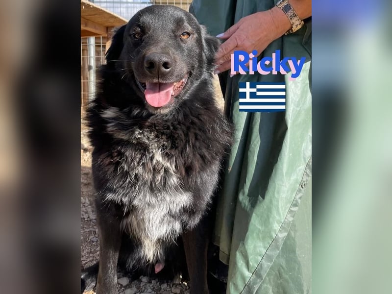 Ricky, geb 01/22 - süßer Schmusebär sucht seine Familie