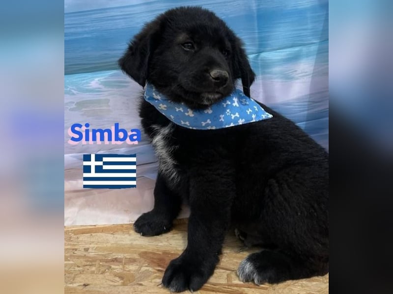 Simba,geb.02/25,griech.Hütehundebub sucht seine Familie,bereits auf PS in 66557 Illingen