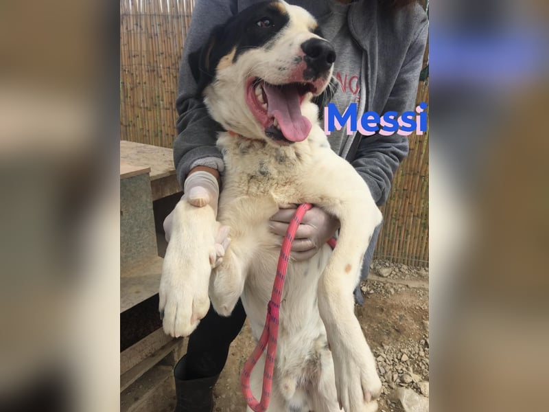 Messi, 01/23 - sportlicher Kumpel sucht seine Menschen