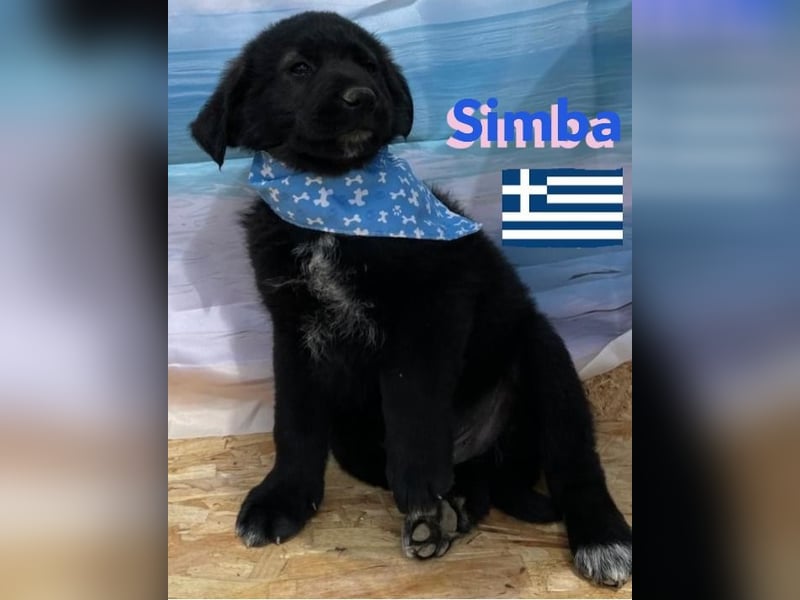 Simba,geb.02/25,griech.Hütehundebub sucht seine Familie,bereits auf PS in 66557 Illingen
