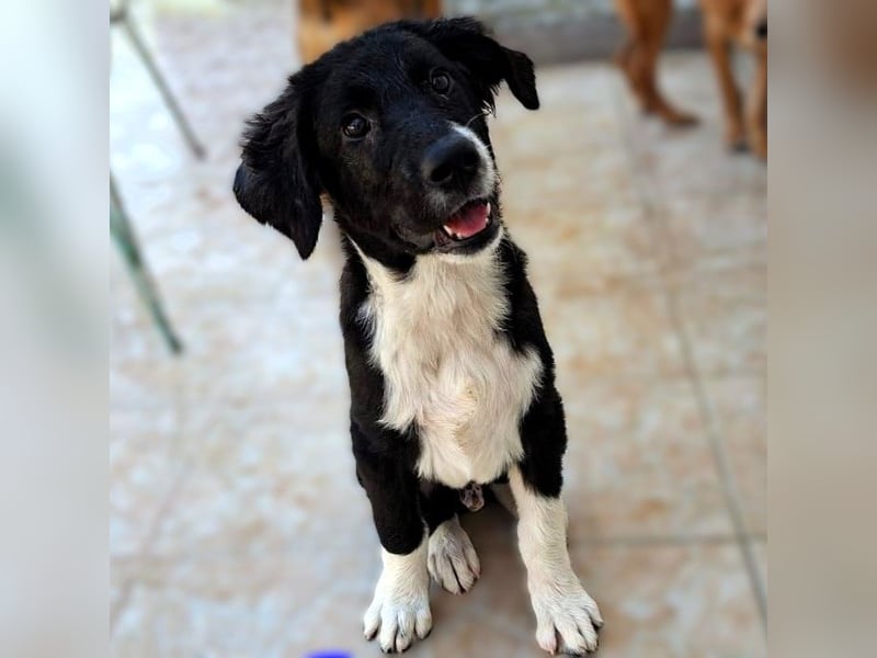 Barney2 geb. 02/2025 (GRC) - verschmuster und verspielter, charmanter Griechischer Hirtenhund Welpe!
