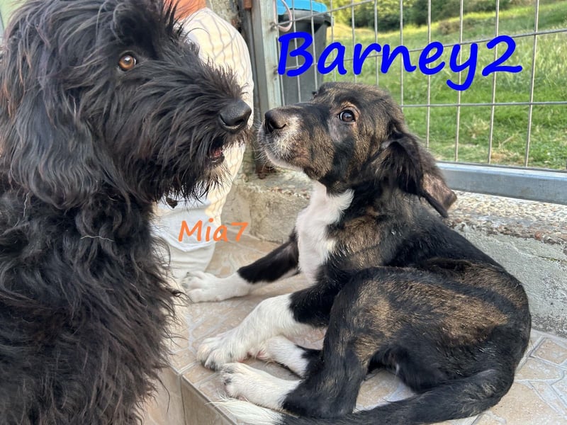 Barney2 geb. 02/2025 (GRC) - verschmuster und verspielter, charmanter Griechischer Hirtenhund Welpe!