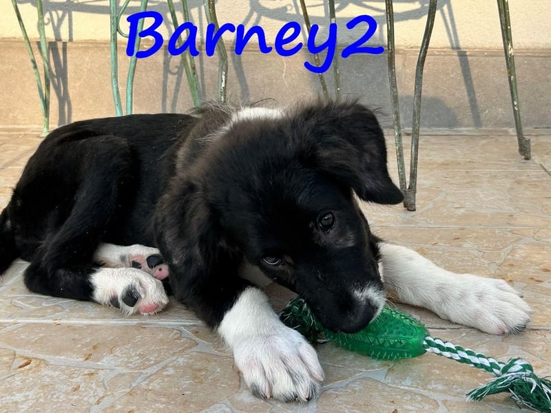 Barney2 geb. 02/2025 (GRC) - verschmuster und verspielter, charmanter Griechischer Hirtenhund Welpe!
