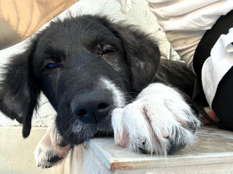 Barney2 geb. 02/2025 (GRC) - verschmuster und verspielter, charmanter Griechischer Hirtenhund Welpe!