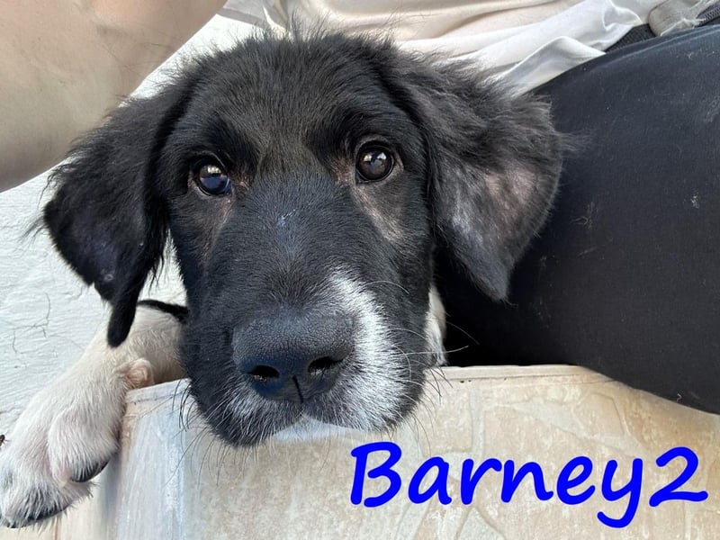 Barney2 geb. 02/2025 (GRC) - verschmuster und verspielter, charmanter Griechischer Hirtenhund Welpe!