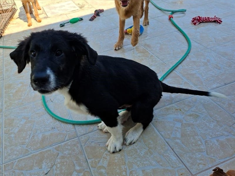 Barney2 geb. 02/2025 (GRC) - verschmuster und verspielter, charmanter Griechischer Hirtenhund Welpe!