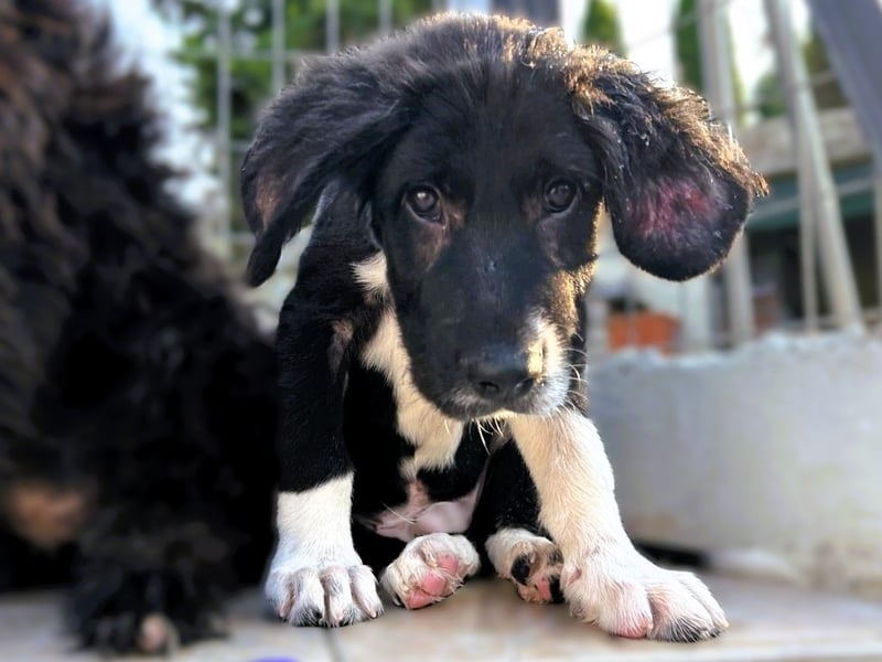 Barney2 geb. 02/2025 (GRC) - verschmuster und verspielter, charmanter Griechischer Hirtenhund Welpe!
