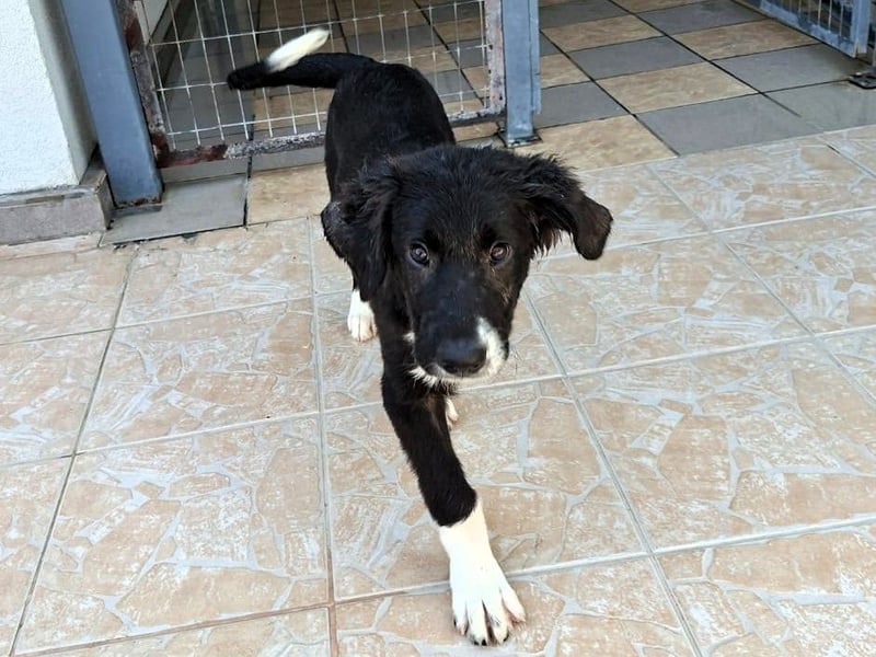 Barney2 geb. 02/2025 (GRC) - verschmuster und verspielter, charmanter Griechischer Hirtenhund Welpe!
