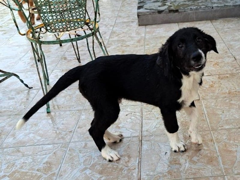 Barney2 geb. 02/2025 (GRC) - verschmuster und verspielter, charmanter Griechischer Hirtenhund Welpe!