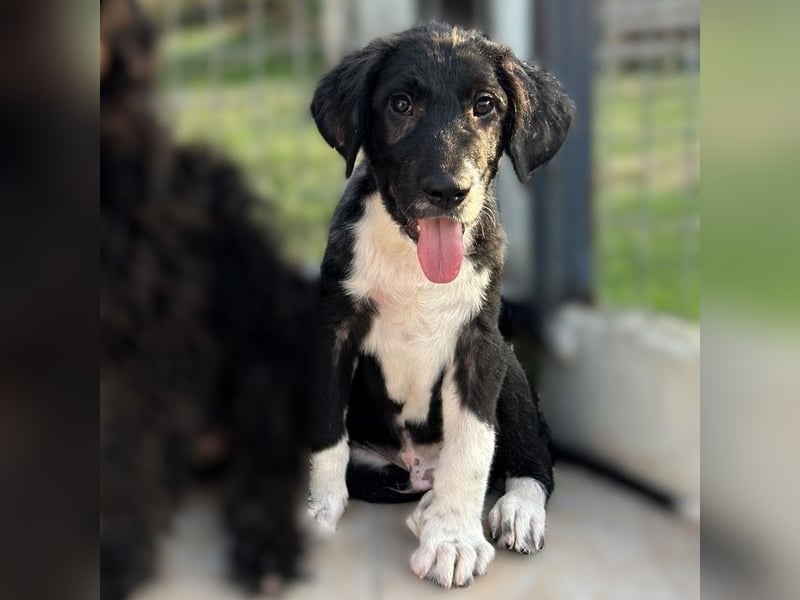 Barney2 geb. 02/2025 (GRC) - verschmuster und verspielter, charmanter Griechischer Hirtenhund Welpe!