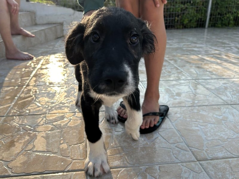 Barney2 geb. 02/2025 (GRC) - verschmuster und verspielter, charmanter Griechischer Hirtenhund Welpe!