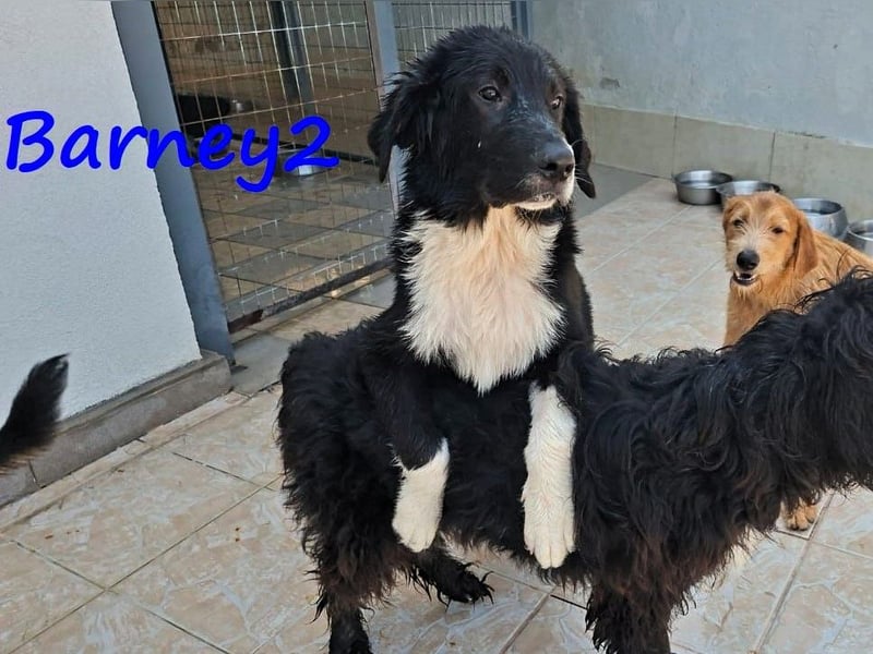 Barney2 geb. 02/2025 (GRC) - verschmuster und verspielter, charmanter Griechischer Hirtenhund Welpe!