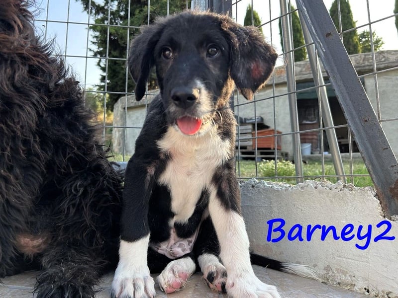 Barney2 geb. 02/2025 (GRC) - verschmuster und verspielter, charmanter Griechischer Hirtenhund Welpe!