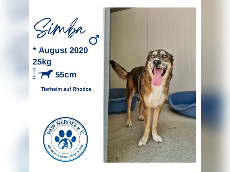 Abenteuerlustiger Knuddelbär SIMBA sucht eine Familie!
