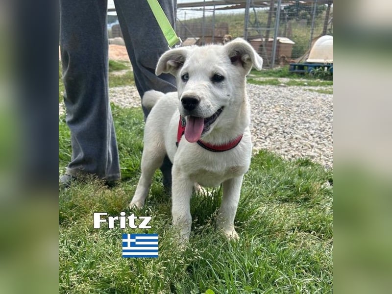 Fritz,geb.02/25,griech.Schäferhundrüde sucht seine Familie