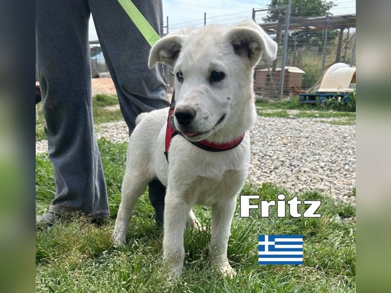 Fritz,geb.02/25,griech.Schäferhundrüde sucht seine Familie