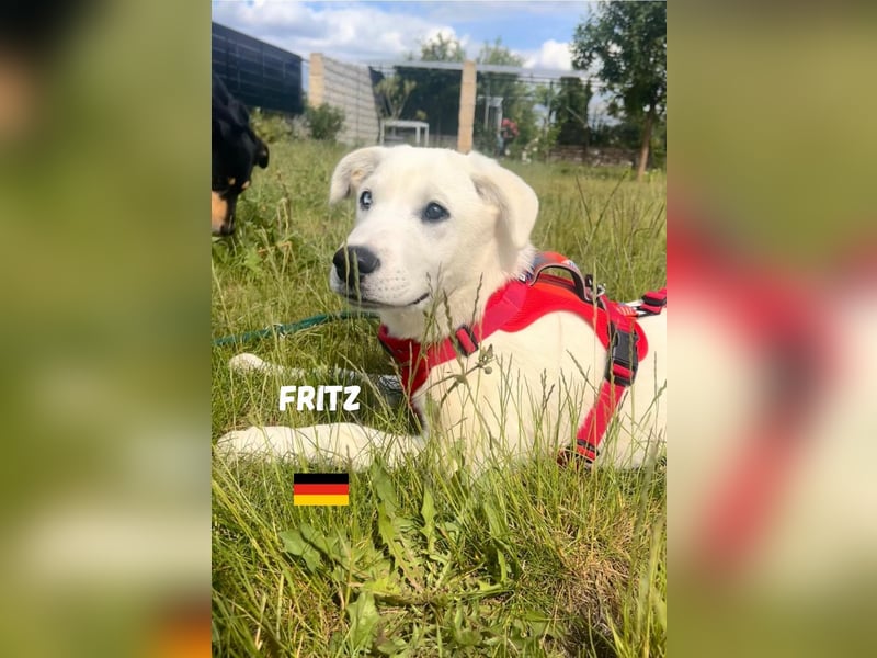Fritz,geb.02/25,griech.Schäferhundrüde sucht seine Familie,bereits in 67454 Haßloch an der Pfalz