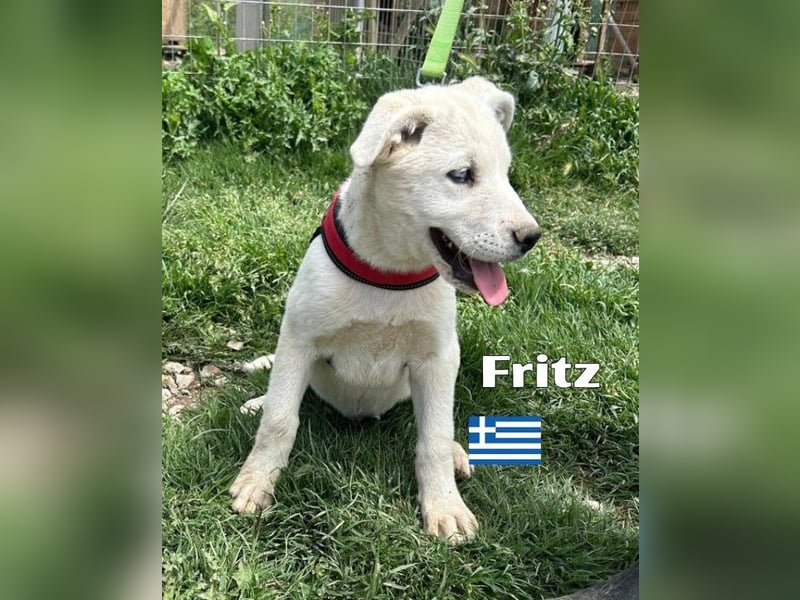 Fritz,geb.02/25,griech.Schäferhundrüde sucht seine Familie