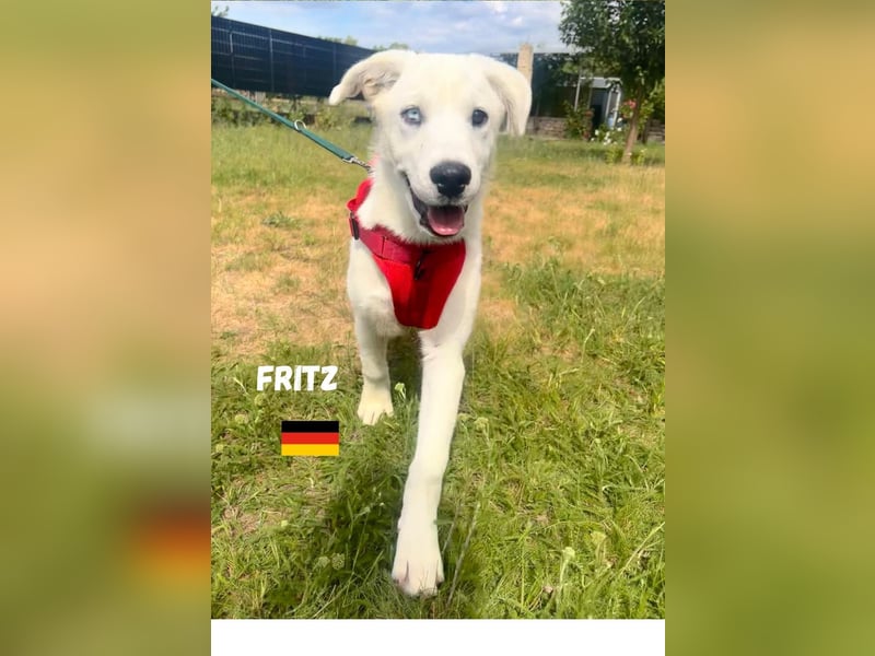 Fritz,geb.02/25,griech.Schäferhundrüde sucht seine Familie,bereits in 67454 Haßloch an der Pfalz