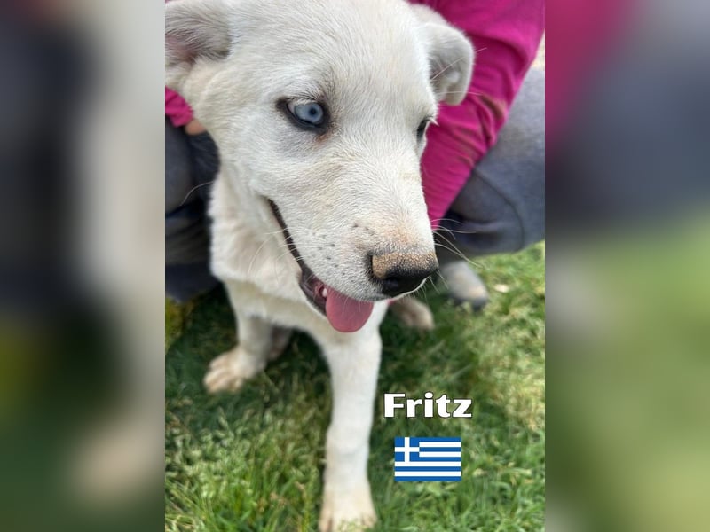Fritz,geb.02/25,griech.Schäferhundrüde sucht seine Familie