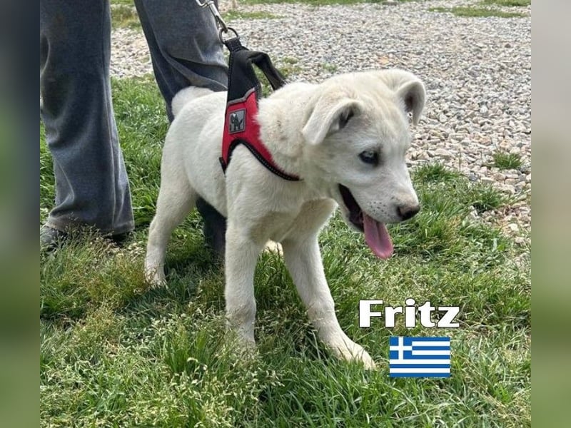 Fritz,geb.02/25,griech.Schäferhundrüde sucht seine Familie