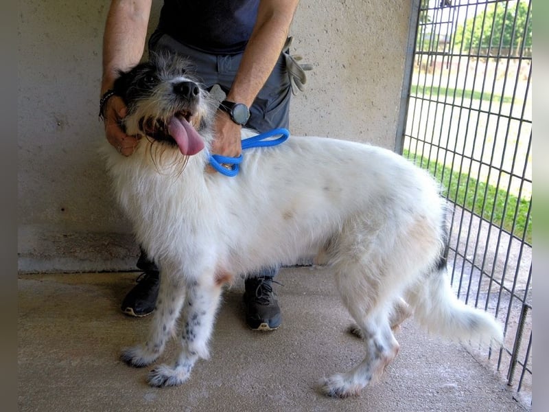 Bahul - Leider, leider, leider....