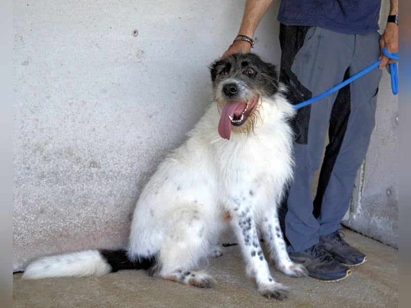 Bahul - Leider, leider, leider....