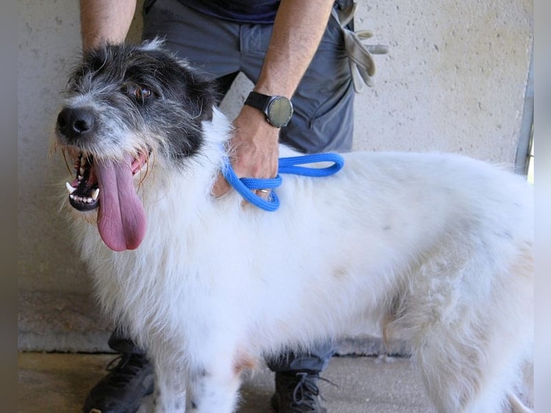 Bahul - Leider, leider, leider....