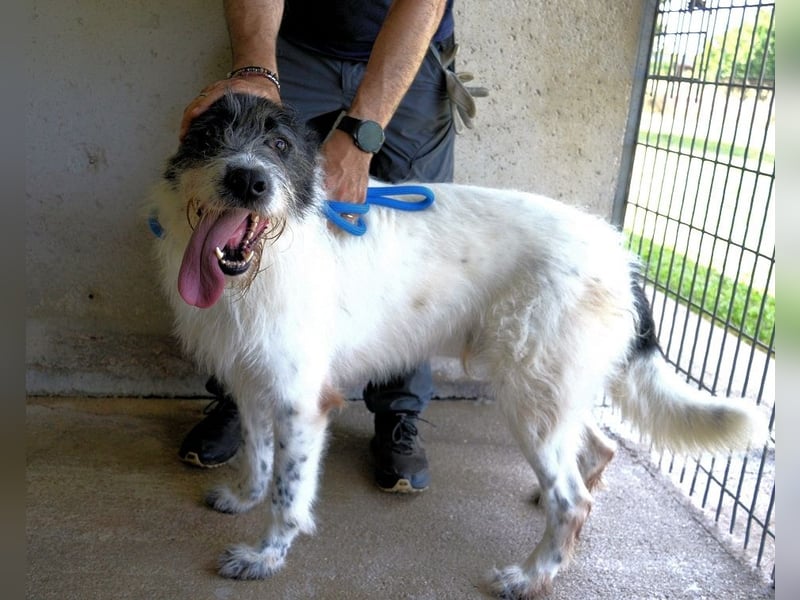 Bahul - Leider, leider, leider....