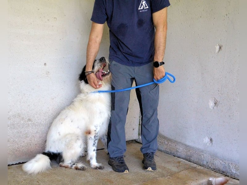 Bahul - Leider, leider, leider....