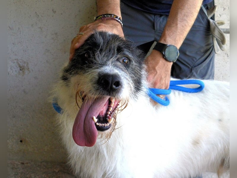 Bahul - Leider, leider, leider....