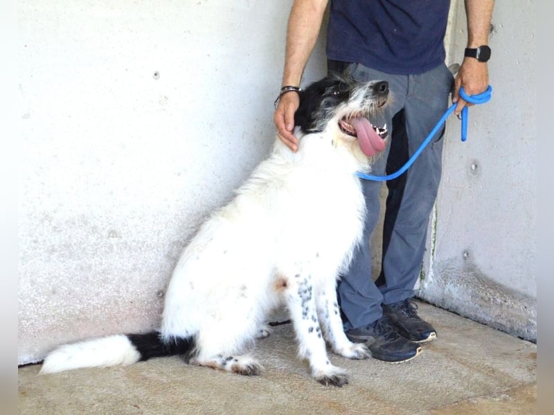 Bahul - Leider, leider, leider....