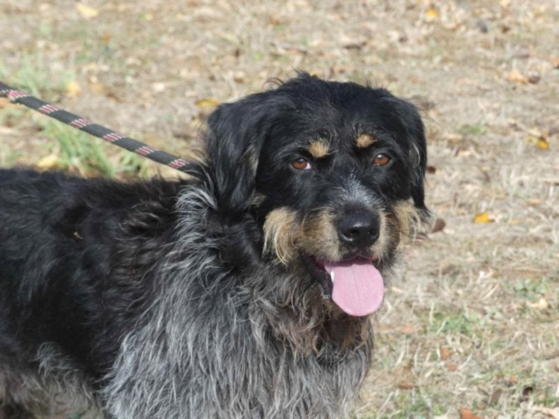 Aaron sehr schoner Griffon mix in Poitiers