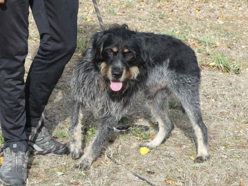 Aaron sehr schoner Griffon mix in Poitiers