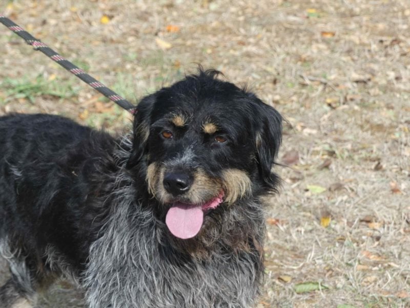 Aaron sehr schoner Griffon mix in Poitiers