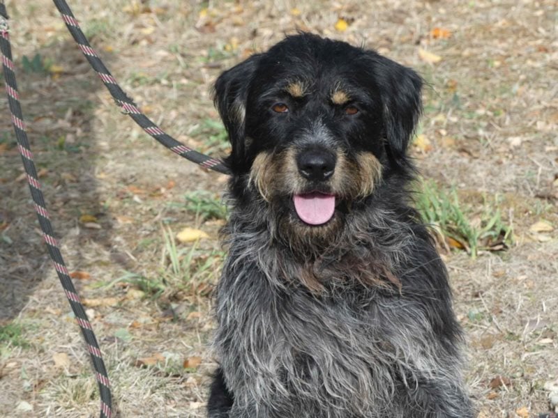 Aaron sehr schoner Griffon mix in Poitiers